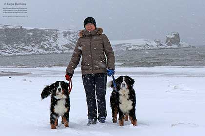 Bernese Mountain Dogs on Cape Breton Island