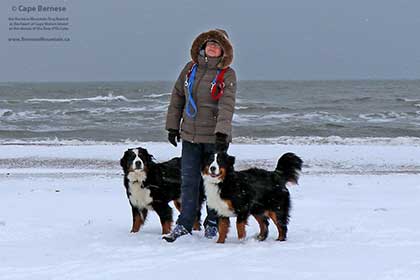 Bernese Mountain Dogs on Cape Breton Island