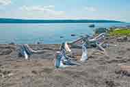 154 acr Ocean Beach Farm for sale on Cape Breton, Nova Scotia, Canada